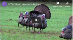 Turkey Hunt Video