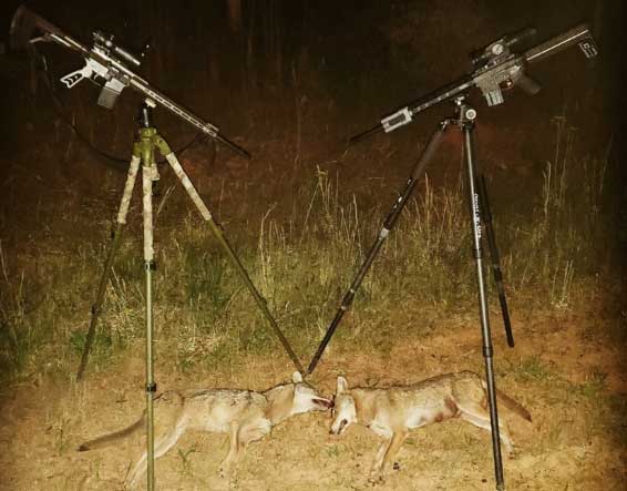 Georgia coyote hunt