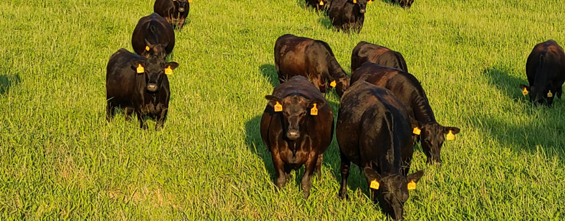 Grass fed Georgia Beef