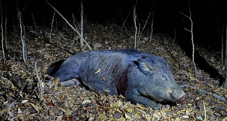 Top 5 Cartridges For Hog Hunting