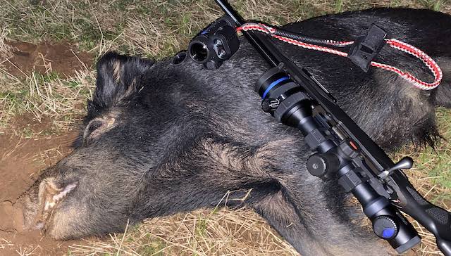 Hunting Hogs At  Night With 243 Winchester 