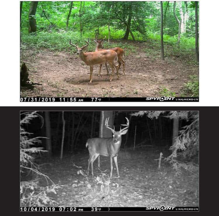 Spypoint Cellular Trail Camera Review