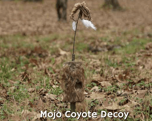 MOJO Outdoors Critter Predator Hunting Decoy