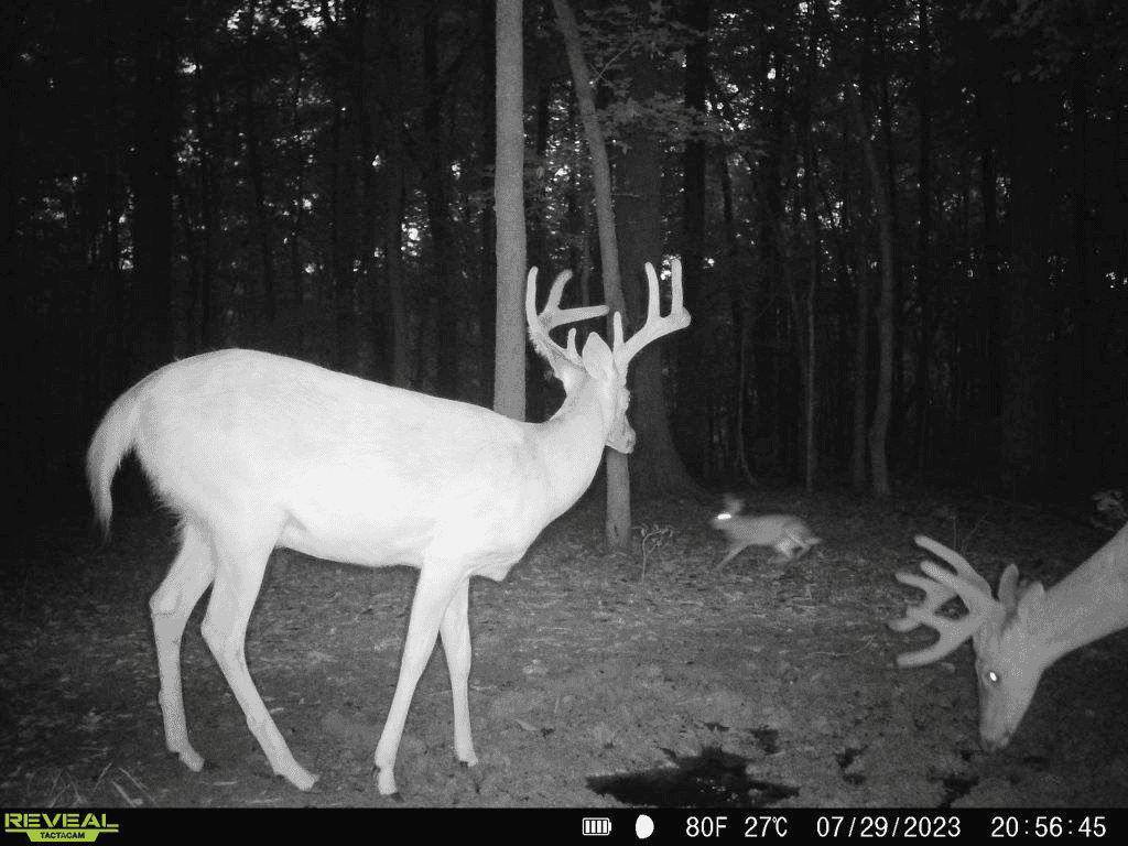 Big bucks on trail camera photo