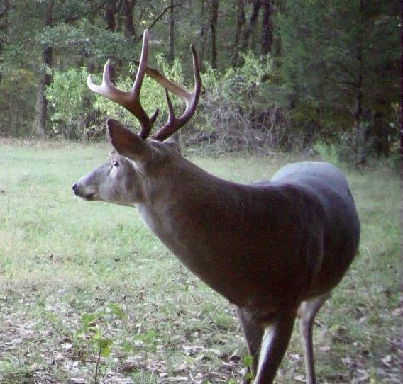 Georgia Deer Season 2025-2026